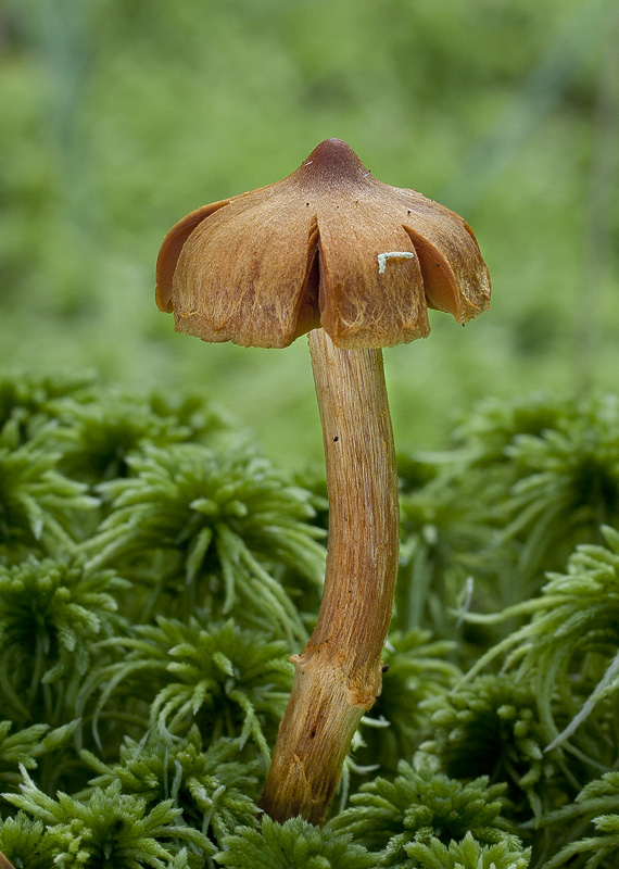 Cortinarius gentilis